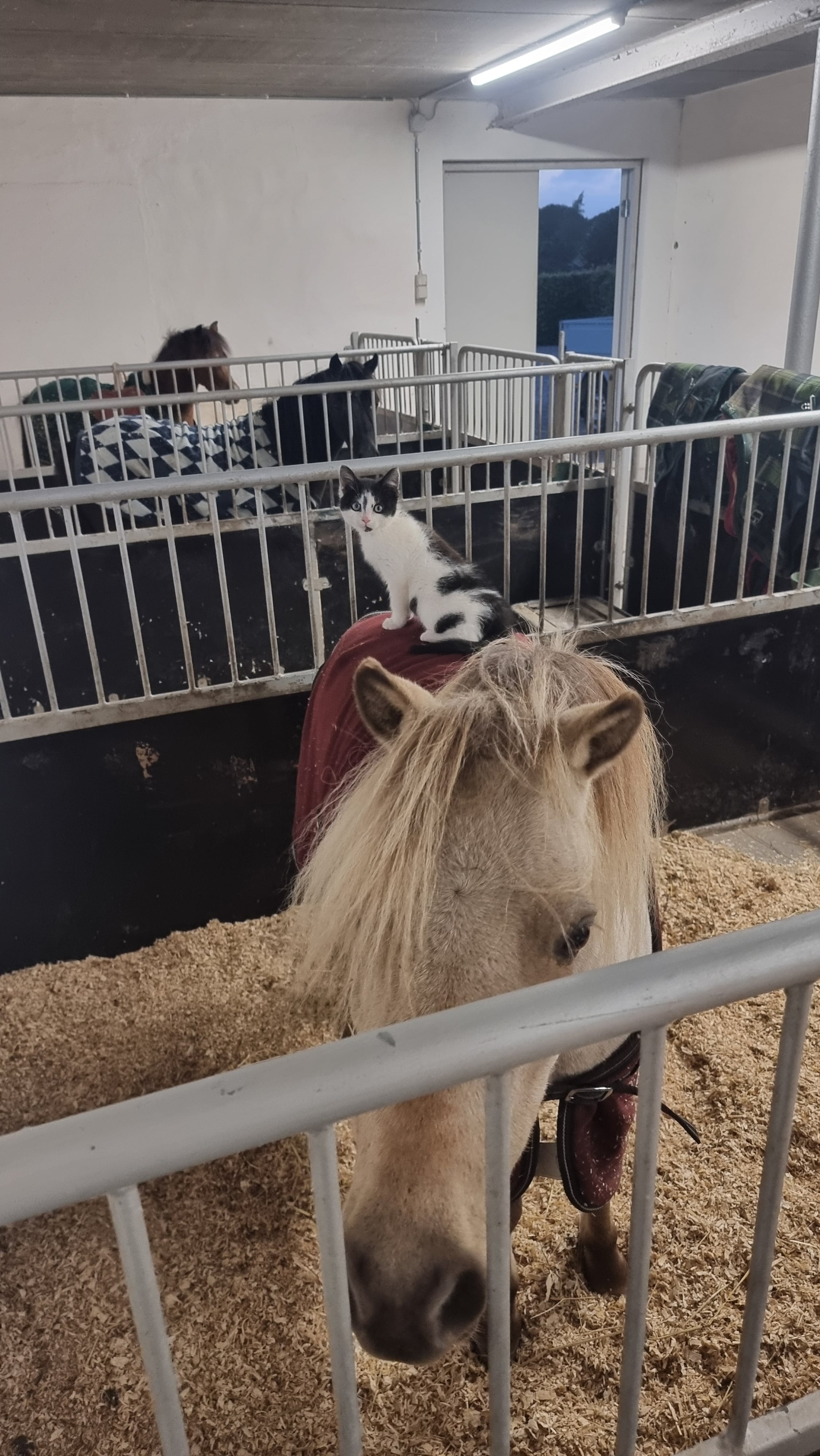 The cat took a ride on Al Pacino. 