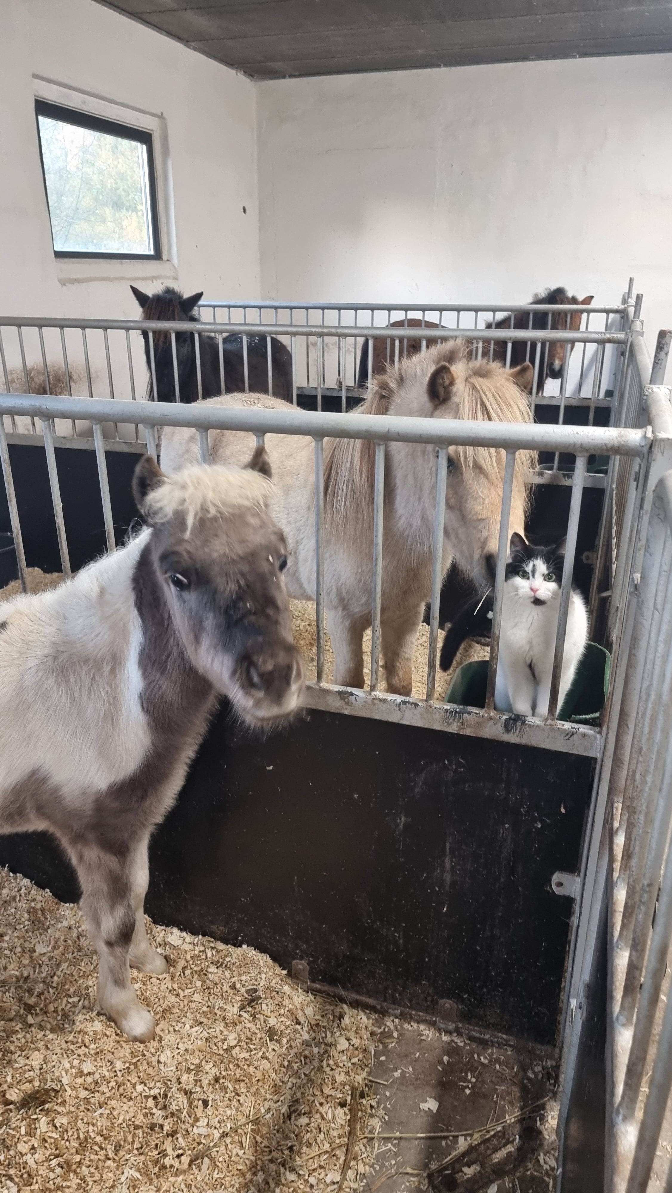 Horses in the stable - with our silly cat, Hanne...