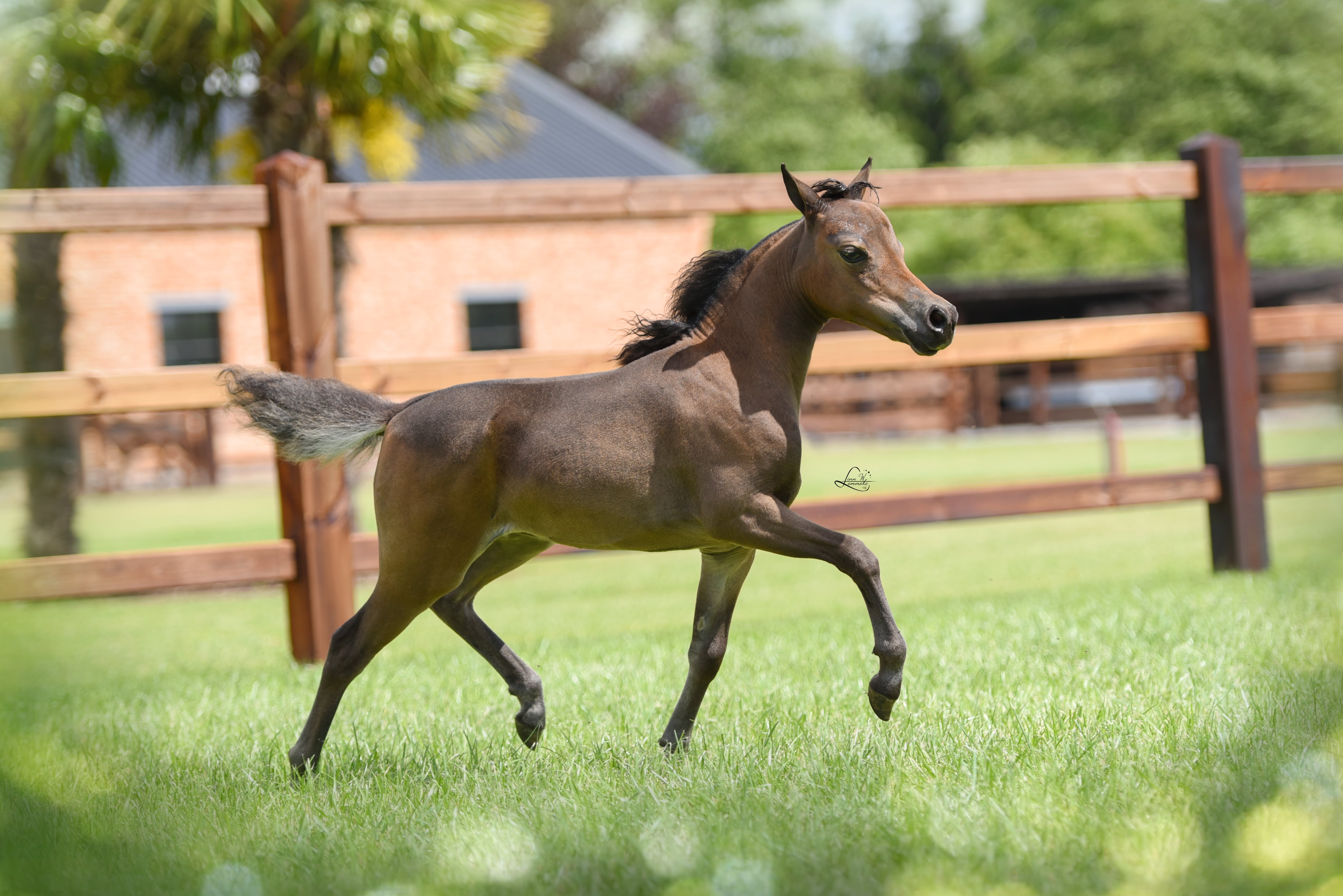 Royal Supreme BT Miss Butterfly