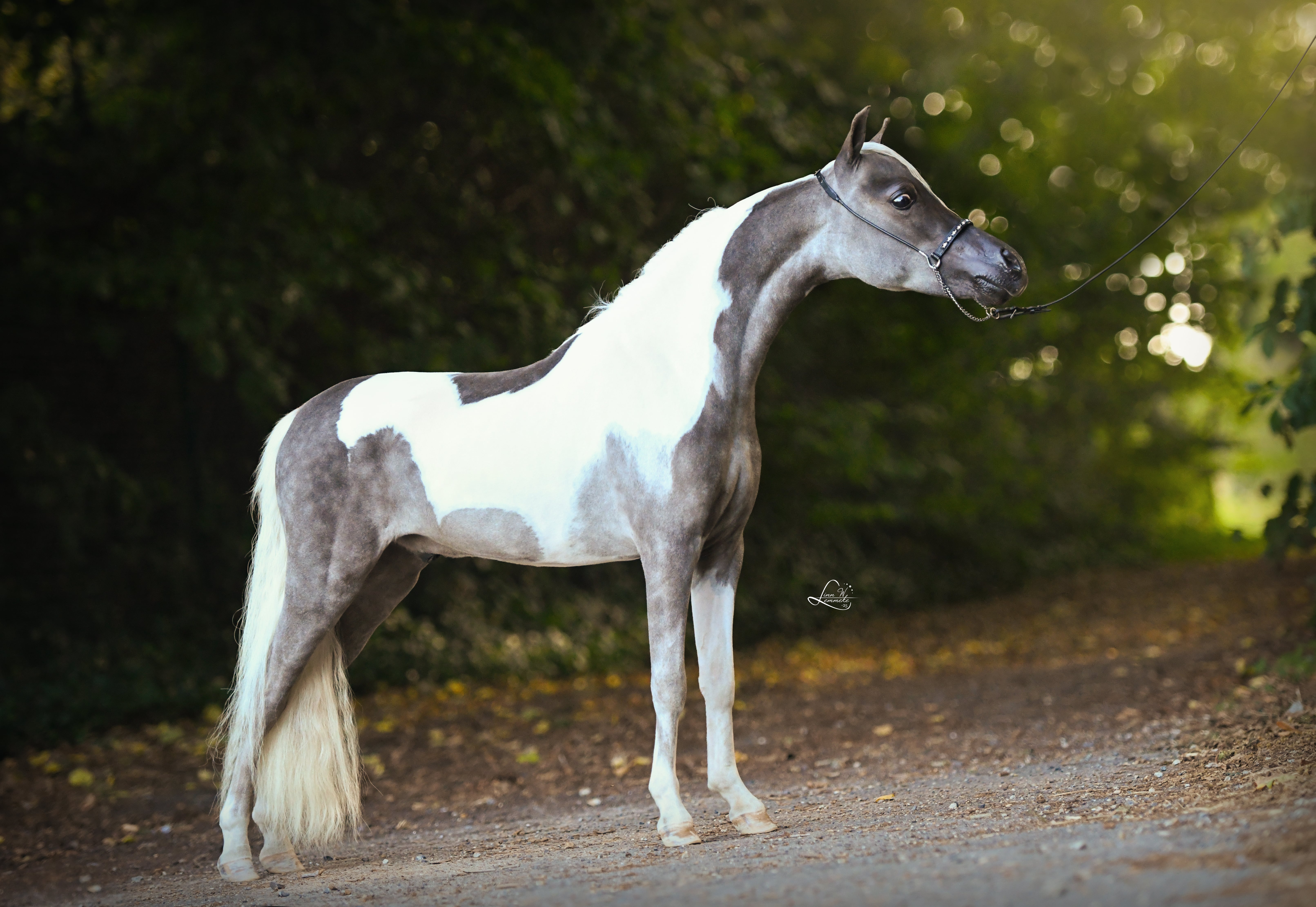 Royal Supreme H Flash of Fire