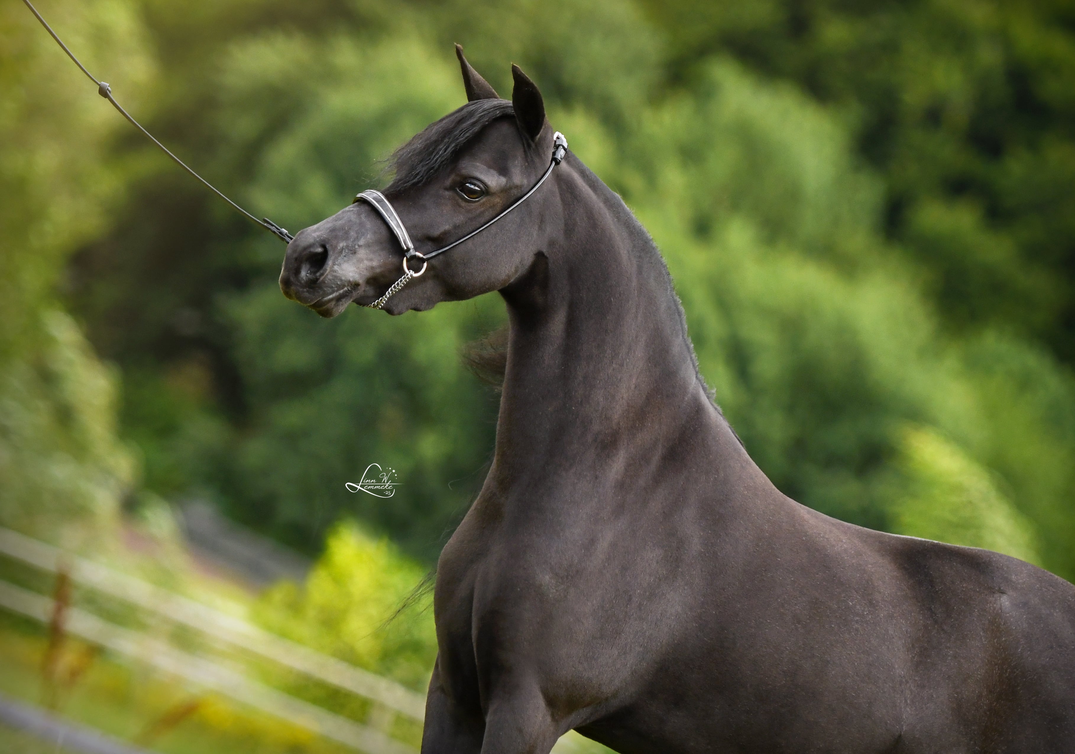 SWG Boom Boys Notre Dame de Paris