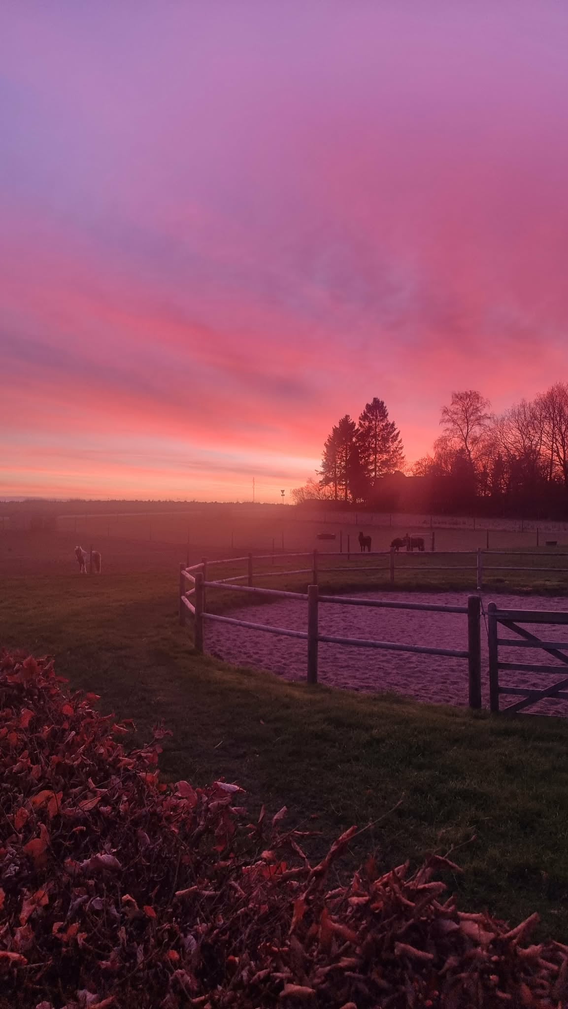 Sunset and horses in the field. 