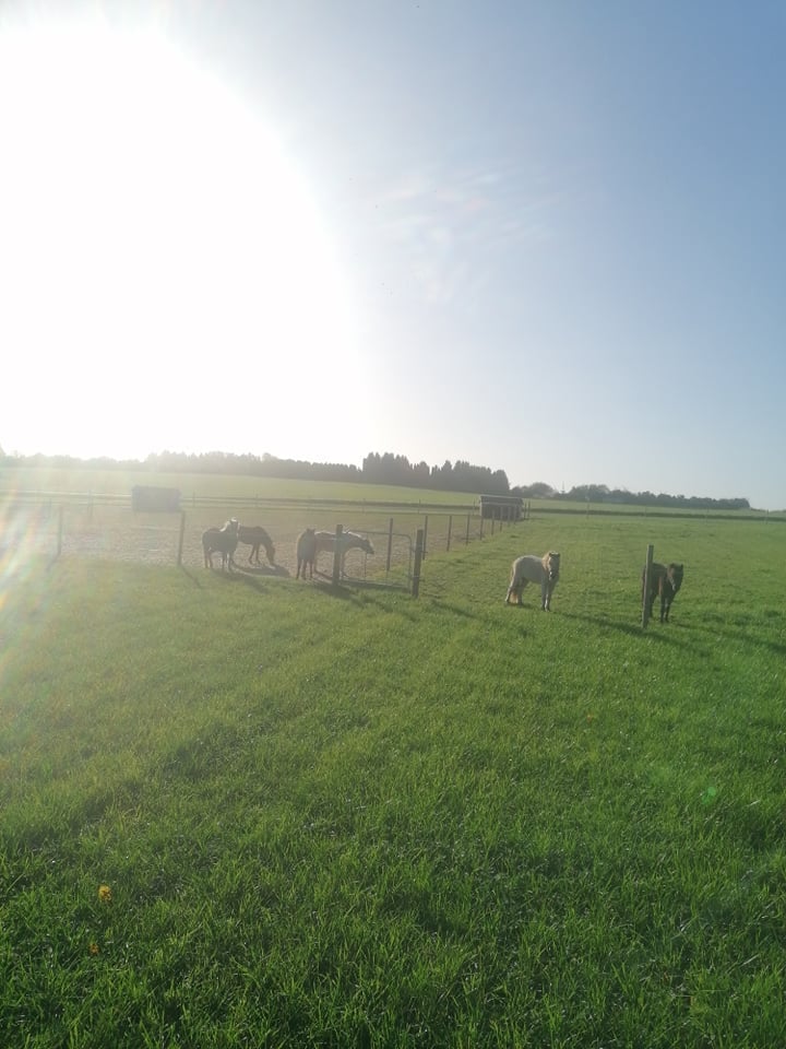 Horses enjoying some time in the field.